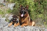 BERGER ALLEMAND 091